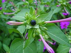 Fruit, seed, and bud
