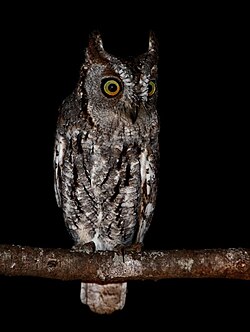 An African scops owl in the Zululand Rhino Reserve