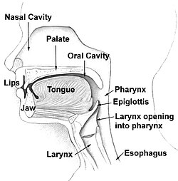 Cross-section of the head and neck