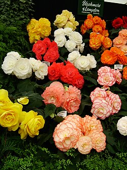 Display of (tuberous) begonias, Hampton Court Flower Show