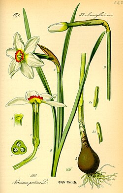 N. poeticus. Thomé: Flora von Deutschland, Österreich und der Schweiz (1885)[2] 1. Longitudinal section, 2. Anthers, 3. Stigma, 4. Cross section of ovary