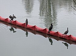 Cormorants in the harbour of Joinville-le-Pont (Val de Marne - France).