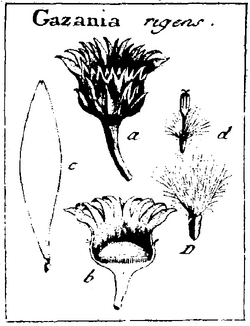 Illustrations of Gazania rigens from De Fructibus et Seminibus Plantarum, 1791