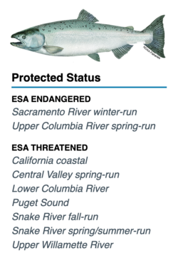 Populations of chinook salmon protected as of 2024
