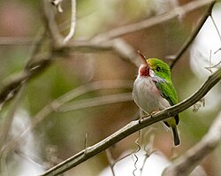 Cuban tody