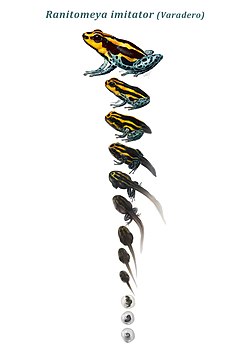 Ranitomeya imitator's developmental life stages