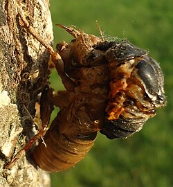 A cicada climbing out of its exuvia while attached to tree