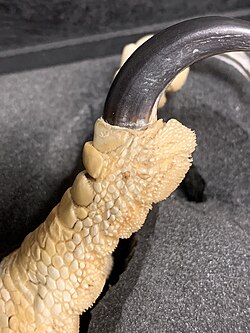 Closeup of a museum specimen's foot, showing the toepads' spiny papillae