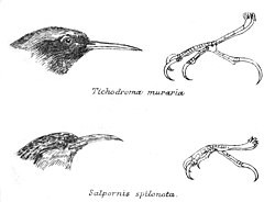 Heads and legs of Tichodroma and Salpornis