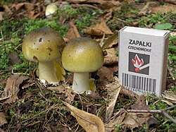 Young Amanita phalloides "death cap" mushrooms, with a matchbox for size comparison