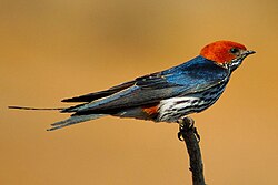 Lesser striped swallow (Cecropis abyssinica), showing some apomorphies of its ancient yet highly advanced lineage.