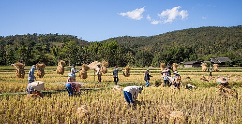 Thailand has long been one of the largest rice exporters in the world. Forty-nine per cent of Thailand's labour force is employed in agriculture.[249]