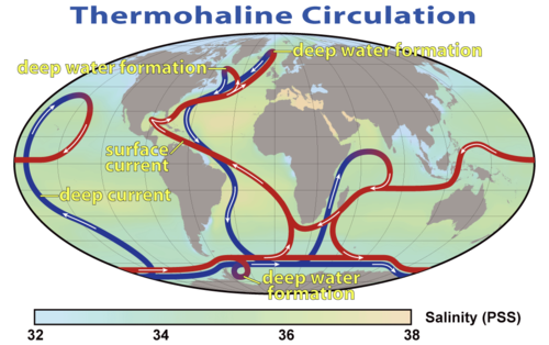 Global thermohaline circulation strongly influences regional and global climate. Blue paths represent deep-water currents, while red paths represent surface currents.