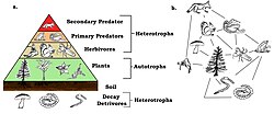 A trophic pyramid showing frogs as primary predators