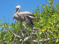 The Brown pelican (Pelecanus occidentalis) has an enlarged throat pouch to aid it in feeding on schools of small fish. It is a member of the order Pelecaniformes, which also contains the herons, bitterns, and ibises