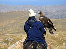 Hunting with an eagle