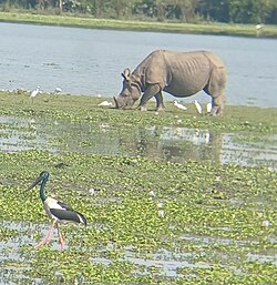 Kaziranga National Park