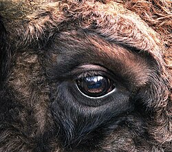 Eye of a European bison