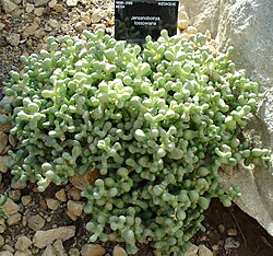 Jensenobotrya lossowiana