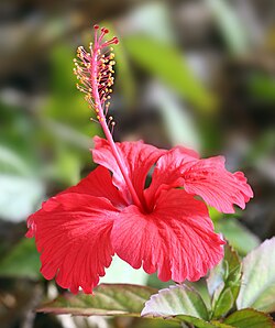 Hibiscus, the national flower of Haiti