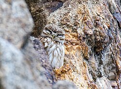 Little owl on a cliff in Pakistan