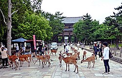 Tame deer in Nara