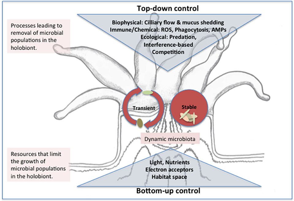 Top-down and bottom-up control of microbiota structure in the coral holobiont Stable microbes may be introduced to the holobiont through horizontal or vertical transmission and persist in ecological niches within the coral polyp where growth (or immigration) rates balance removal pressures from biophysical processes and immune or ecological interactions. Transient microbes enter the holobiont from environmental sources (e.g., seawater, prey items, or suspension feeding) and removal rates exceed growth/immigration rates such that a dynamic and high-diversity microbiota results. Transient and stable populations compete for resources including nutrients, light and space and the outcome of resource-based competition (bottom-up control) ultimately determines population growth rate and thus ability to persist when subject to removal. Whether a population is categorized as stable or transient may depend on the timeframe considered.[83] AMP = antimicrobial peptides, ROS = reactive oxygen species
