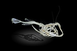 Skeleton of the angler fish, Lophius piscatorius. The first spine of the dorsal fin of the anglerfish is modified so it functions like a fishing rod with a lure