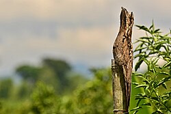 Common potoo