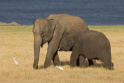 The Sri Lankan elephant is one of three recognised subspecies of the Asian elephant. The 2011 elephant census estimated a population of 5,879.[189]