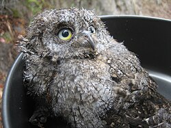 A fledgling Eurasian scops owl, Otus scops