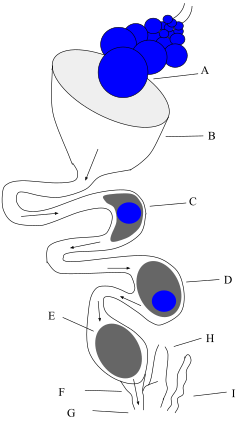 Diagram of a female chicken reproductive system A. Mature ovum, B. Infundibulum, C. Magnum, D. Isthmus, E. Uterus, F. Vagina, G. Cloaca, H. Large intestine, I. rudiment of right oviduct