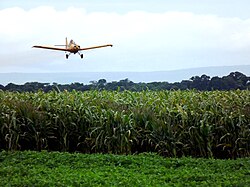 Corn plantation in Paracatu