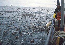 Photo of hundreds of seabirds on water surface around boat