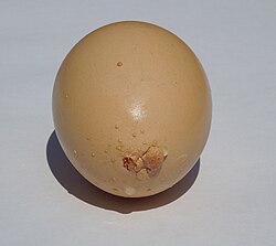 Chicken egg with irregular calcification