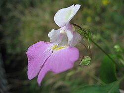 Kashmir balsam (Impatiens balfourii)