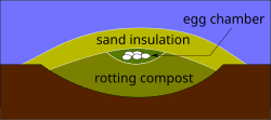 This cross-section of a megapode mound shows a layer of sand (up to 1 m thick) used for insulation, an egg chamber, and a layer of rotting compost. The egg chamber is kept at a constant 33 °C (91 °F) by opening and closing air vents in the insulation layer, while heat comes from the compost below.