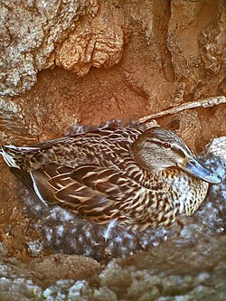 A female mallard duck incubates her eggs