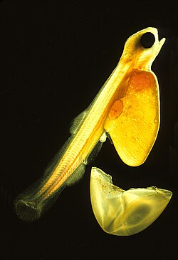 Salmon larva emerging from its egg