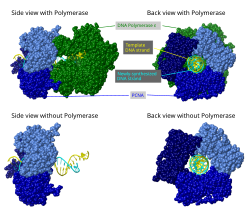 Example of a molecular biology concept. Model showing the interactions between DNA and proteins during DNA replication: Template DNA strand (yellow), a newly-synthesized daughter DNA strand (cyan), three subunits of PCNA (shades of blue), and the catalytic subunit of DNA Polymerase ε (green).