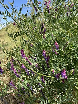 Hairy vetch (Vicia villosa) cover crop