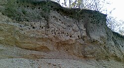 Increased vulnerability to predators may have led some burrow-nesting species, like the European bee-eater, to become colonial breeders.