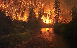 Elk Bath, an award-winning photograph of elk avoiding a wildfire in Montana