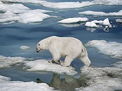 Polar bear on Wrangel Island