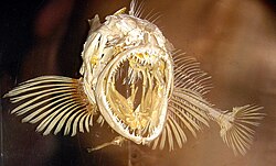 Skeleton of another ray-finned fish, the lingcod