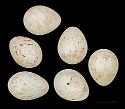Eggs, Muséum de Toulouse