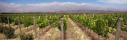 Vineyard under the Andes