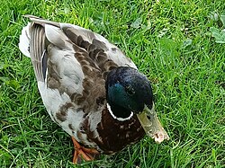 Mallard with an injured beak after a dog attack. Parts of the rhamphotheca have detached, exposing the periosteum.