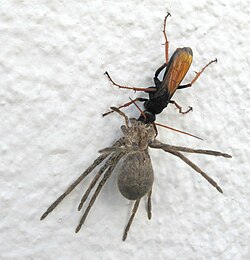 Pompilidae, Tachypompilus ignitus, a typical spider-hunting wasp, has paralysed a female Huntsman spider, and is dragging it up a wall to the intended shelter
