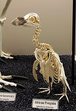 An African penguin skeleton, showing the sternal keel that makes the species a strong diver and swimmer